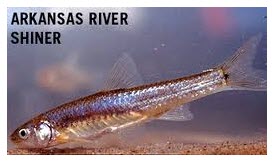 Arkansas River Shiner