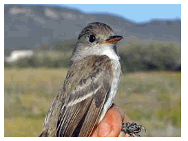 Southwestern willow flycatcher