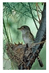 Southwestern willow flycatcher